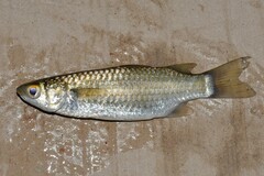 Broad-Mouthed Mullet photo 3