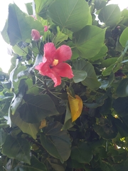 Thespesia grandiflora