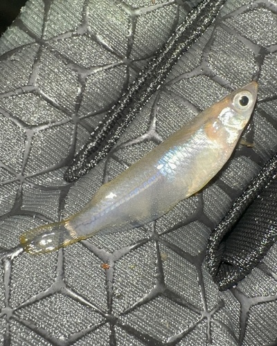 Hong Kong medaka (Oryzias curvinotus) — Adrianichthyidae — 2
