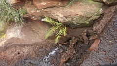 Christella gueintziana