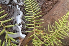 Christella gueintziana