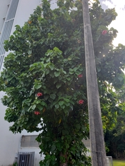 Thespesia grandiflora