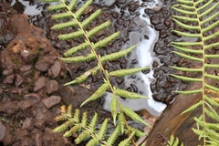 Christella gueintziana