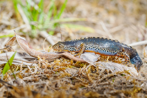 Alpine Newt