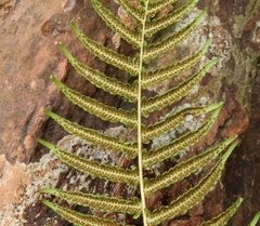 Christella gueintziana