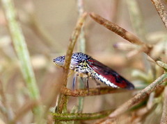 Homalodisca liturata