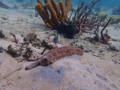 Astichopus multifidus