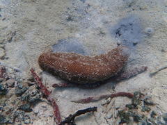 Astichopus multifidus