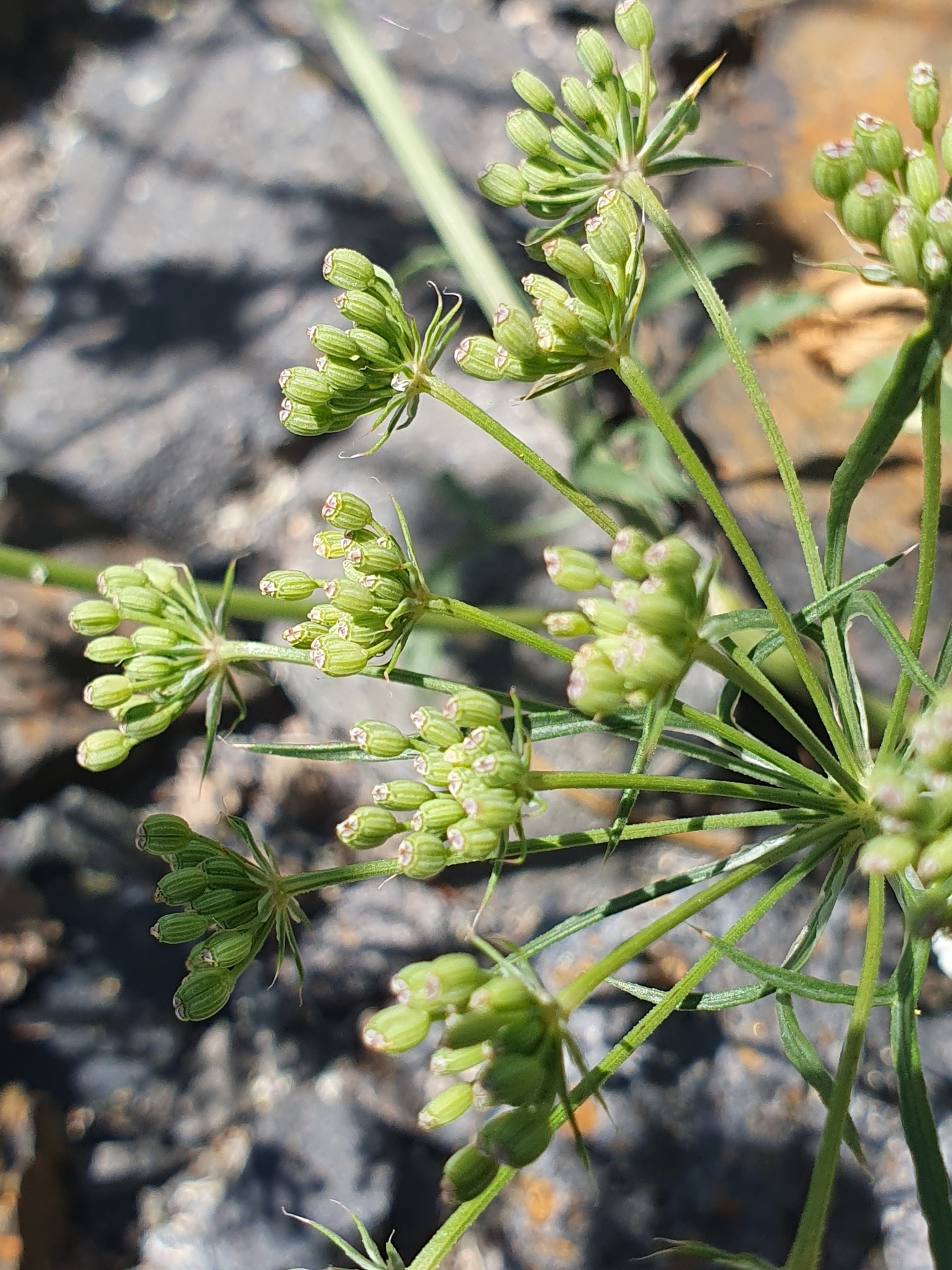 Genus Ammi  iNaturalist