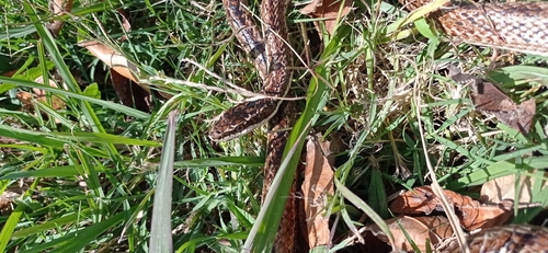 Mousehole Snake