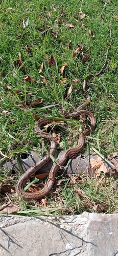 Mousehole Snake