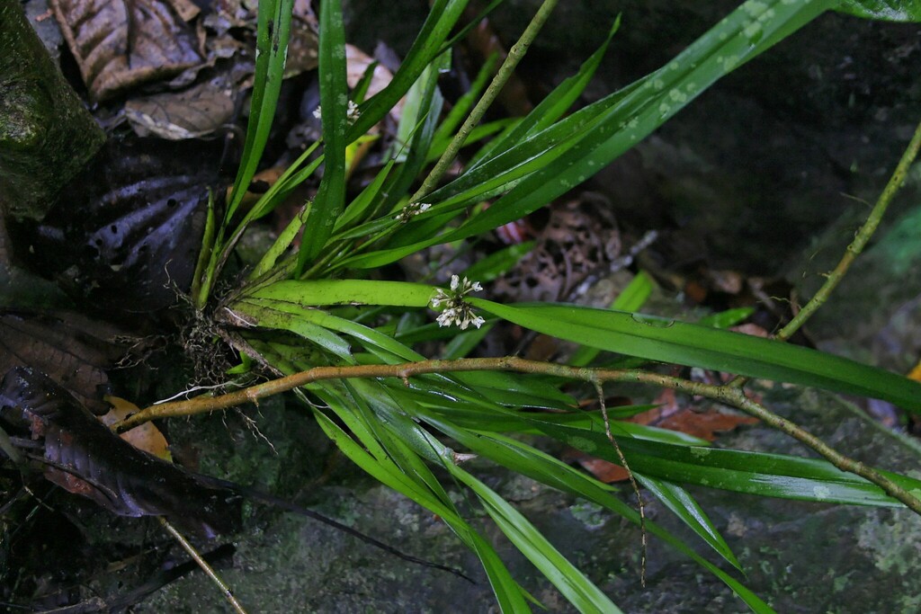 Agrostophyllum glumaceum