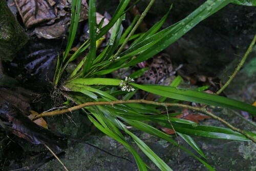 Agrostophyllum glumaceum