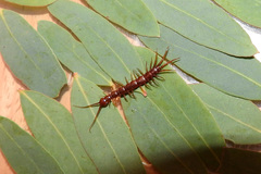 Lithobius obscurus