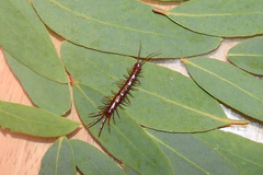 Lithobius obscurus