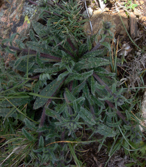 Echium anchusoides