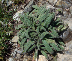 Echium anchusoides