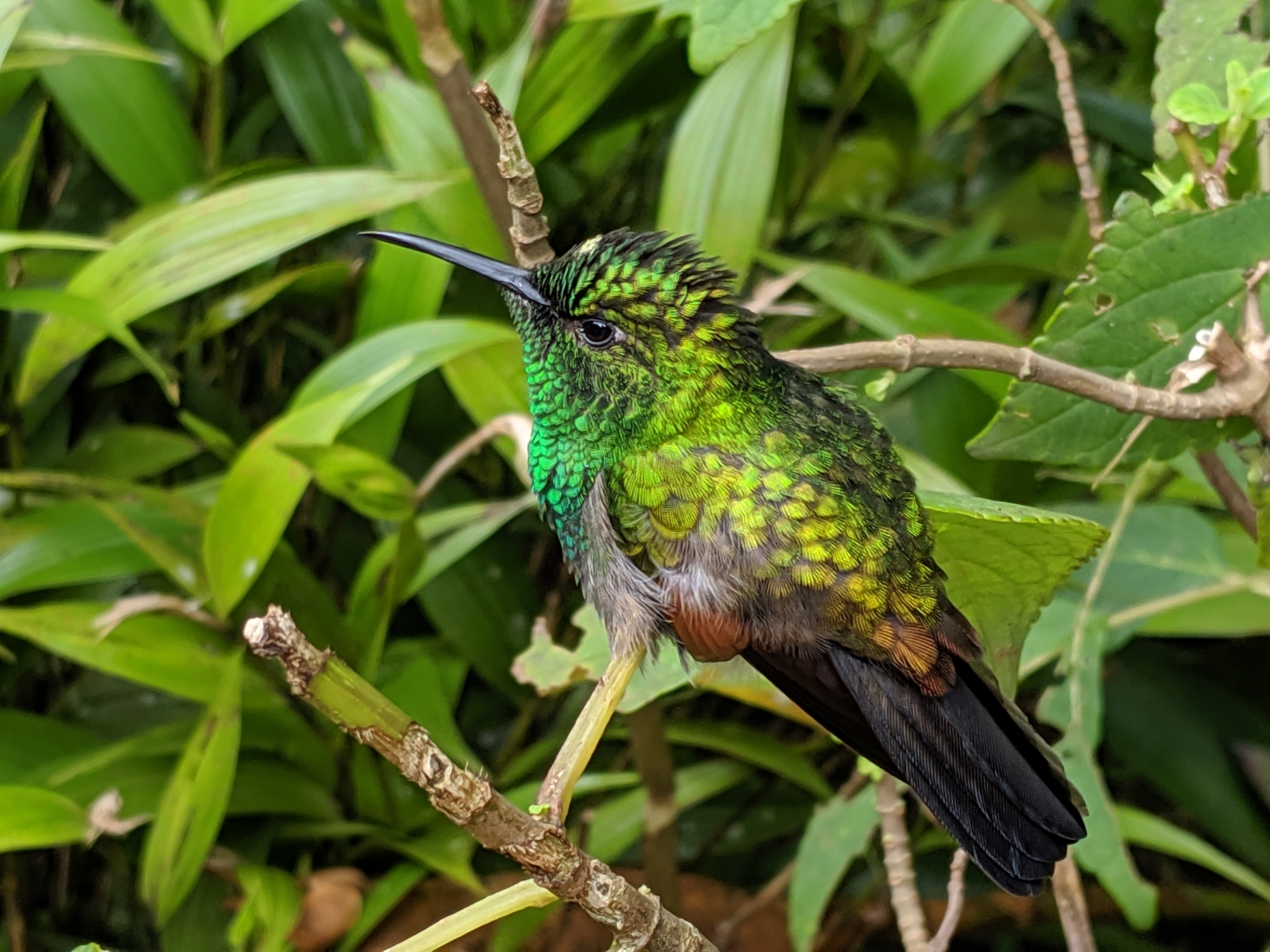 Stripe-tailed Hummingbird (Eupherusa eximia)