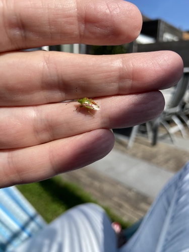 Juniper Shield Bug, Johan Ellenbergerstraat, Groningen, Groningen, NL, photo 5 of 10