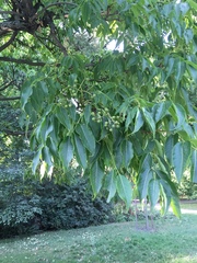 Phellodendron