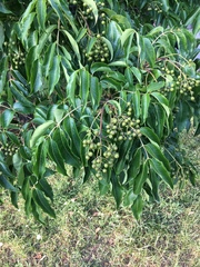 Phellodendron