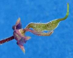 Desmodium axillare