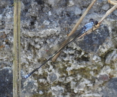 Pseudagrion pruinosum