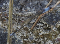 Pseudagrion pruinosum