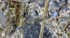 Pseudagrion pruinosum