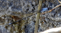 Pseudagrion pruinosum