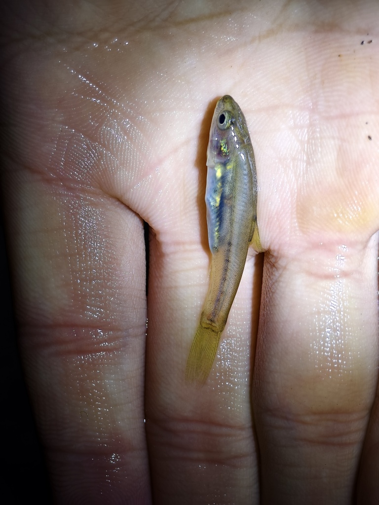 Sinocyclocheilus guilinensis