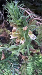 Pedicularis procera