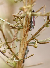 Homalodisca liturata