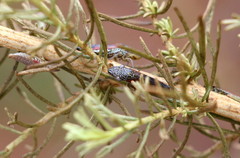 Homalodisca liturata
