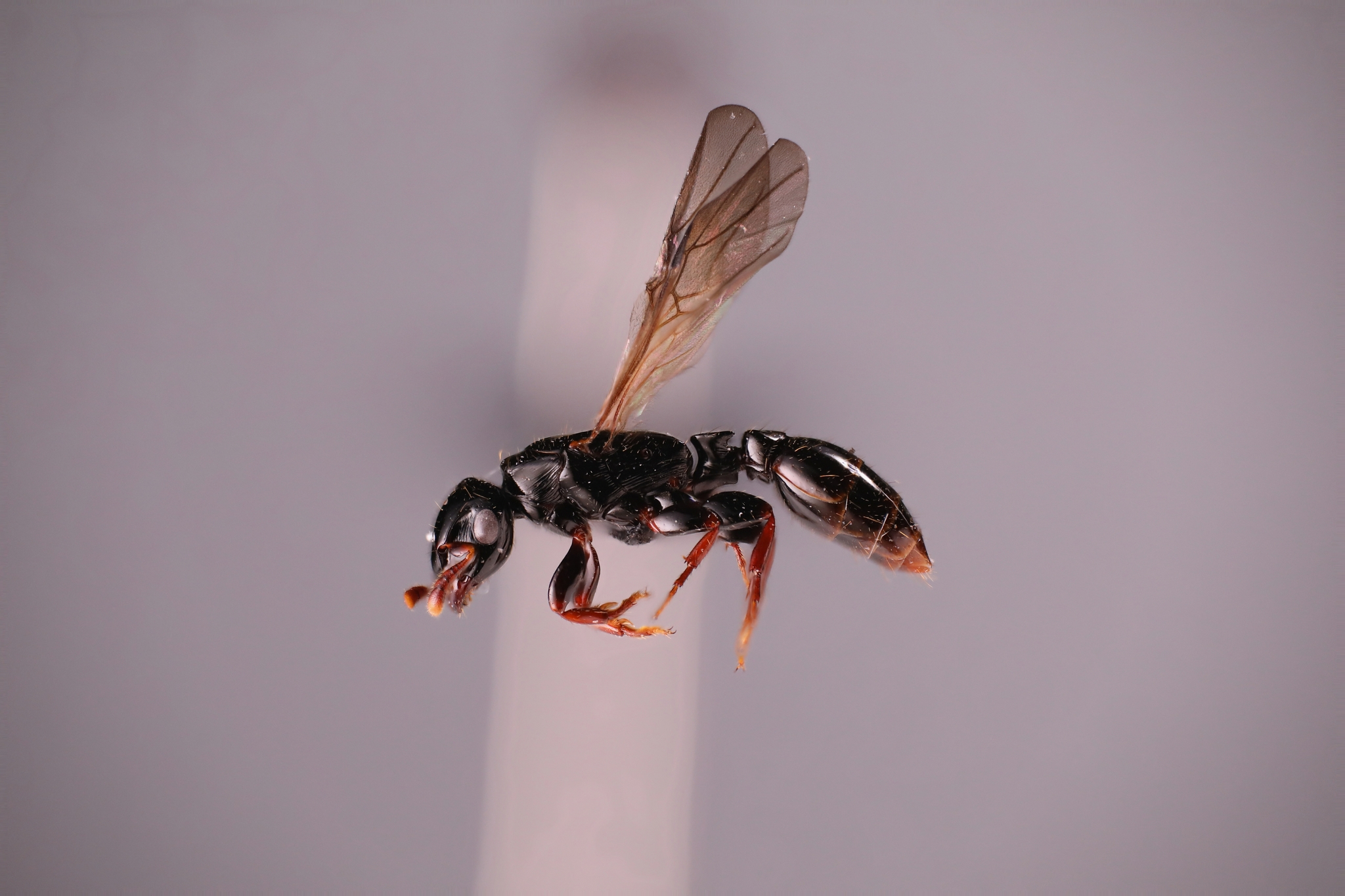 Metapone nigrolucidus