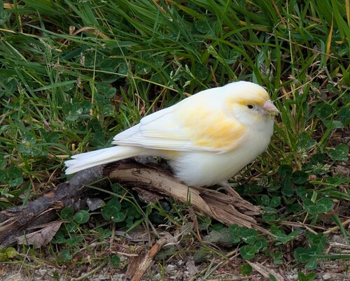 Atlantic Canary