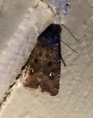 Lacinipolia renigera