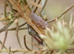 Homalodisca liturata