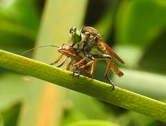 Cophinopoda