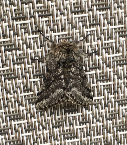 Stout Spanworm Moth photo 3