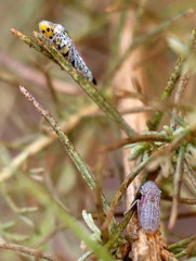 Homalodisca liturata