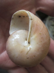 Ryssota otaheitana ovum