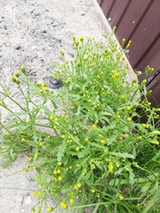 Senecio dubitabilis