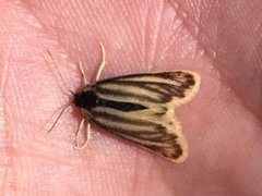 Setina aurita