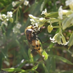 Volucella elegans