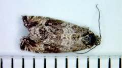 Olethreutes valdanum