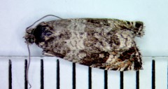 Olethreutes valdanum