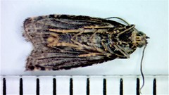 Olethreutes valdanum