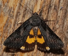 Catocala antinympha