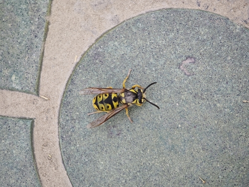 German Yellowjacket